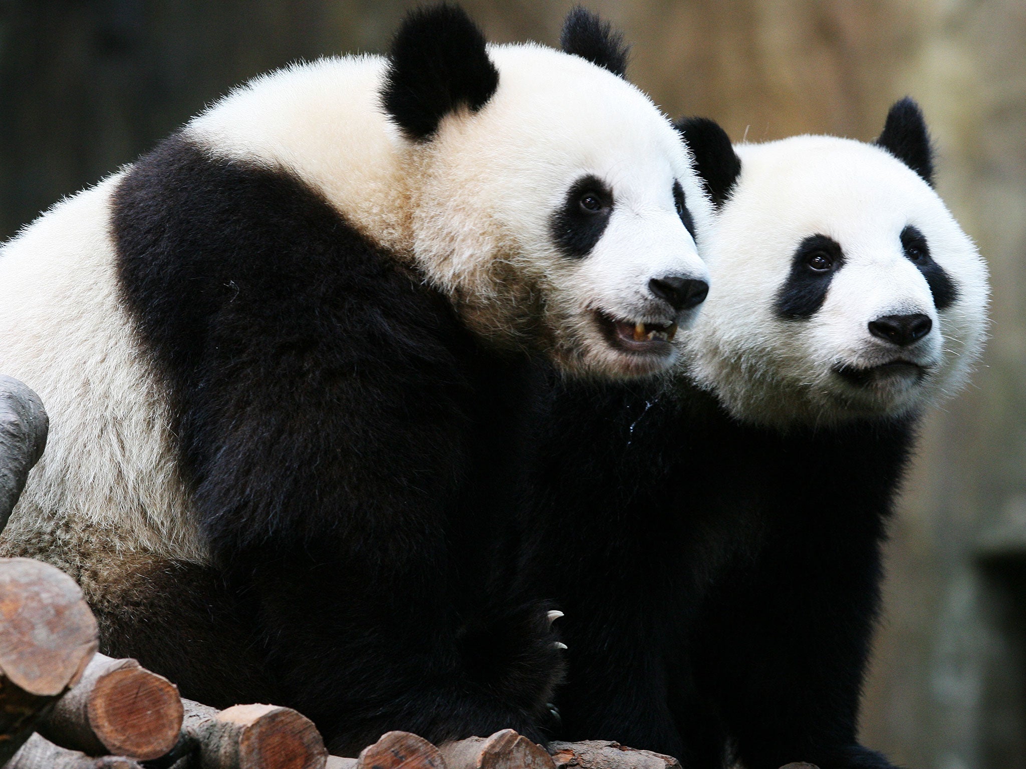 The giant panda has been taken off the 'endangered' list