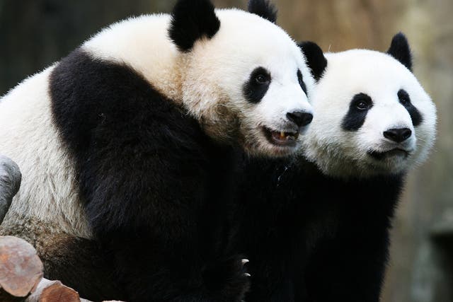 The giant panda has been taken off the 'endangered' list