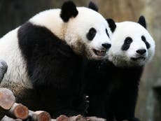 Giant pandas are no longer 'endangered', global experts declare