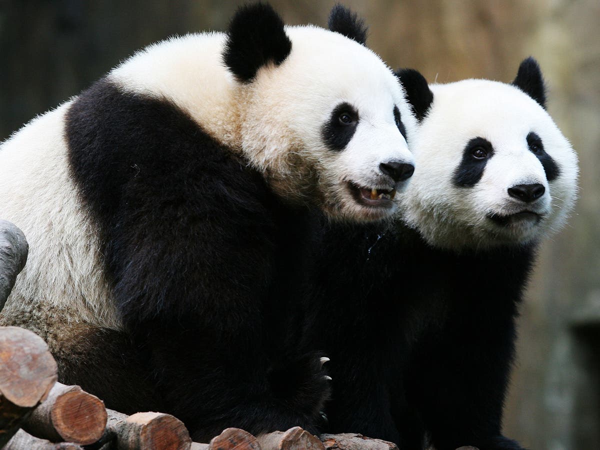 Giant pandas are no longer 'endangered', global experts declare | The  Independent | The Independent