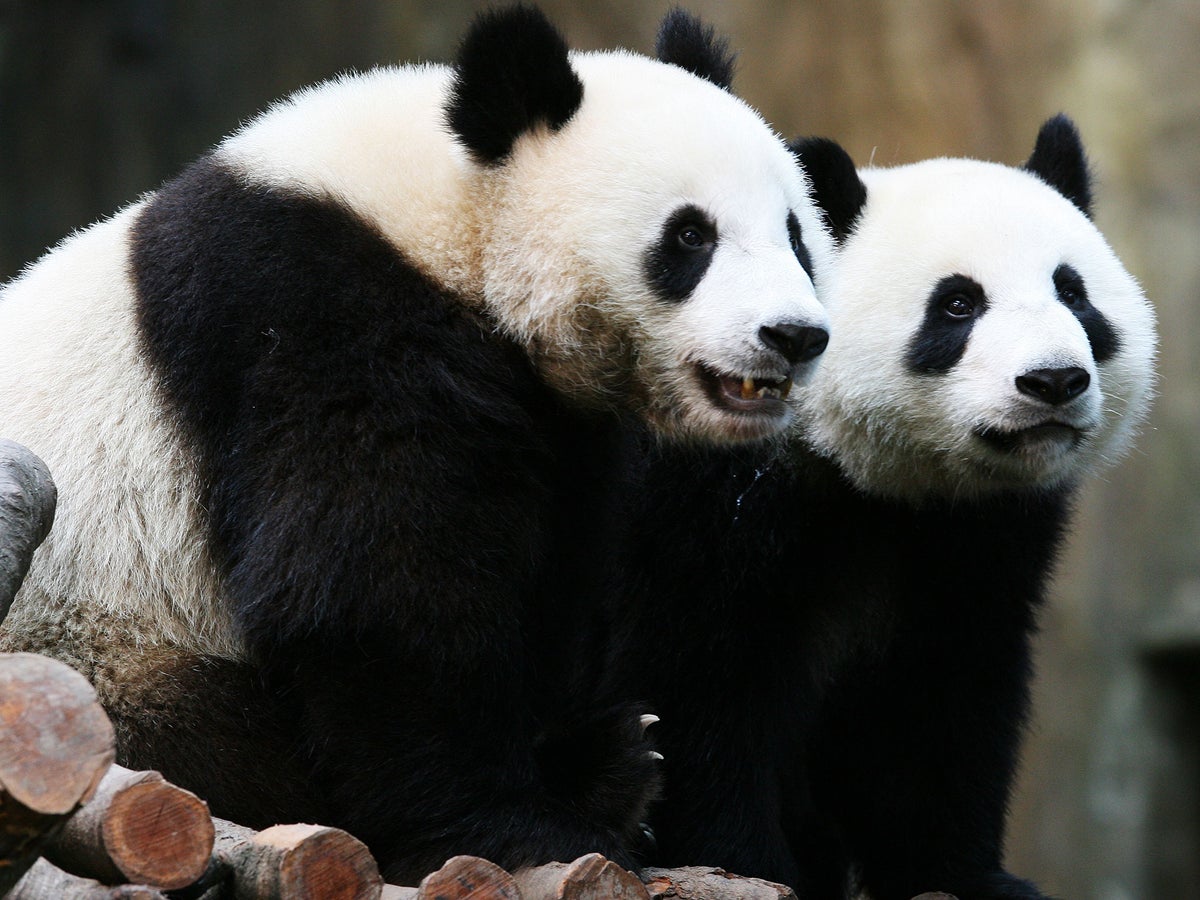 Pandas Beoite I Ngrá Giant Pandas No Longer Listed As Endangered