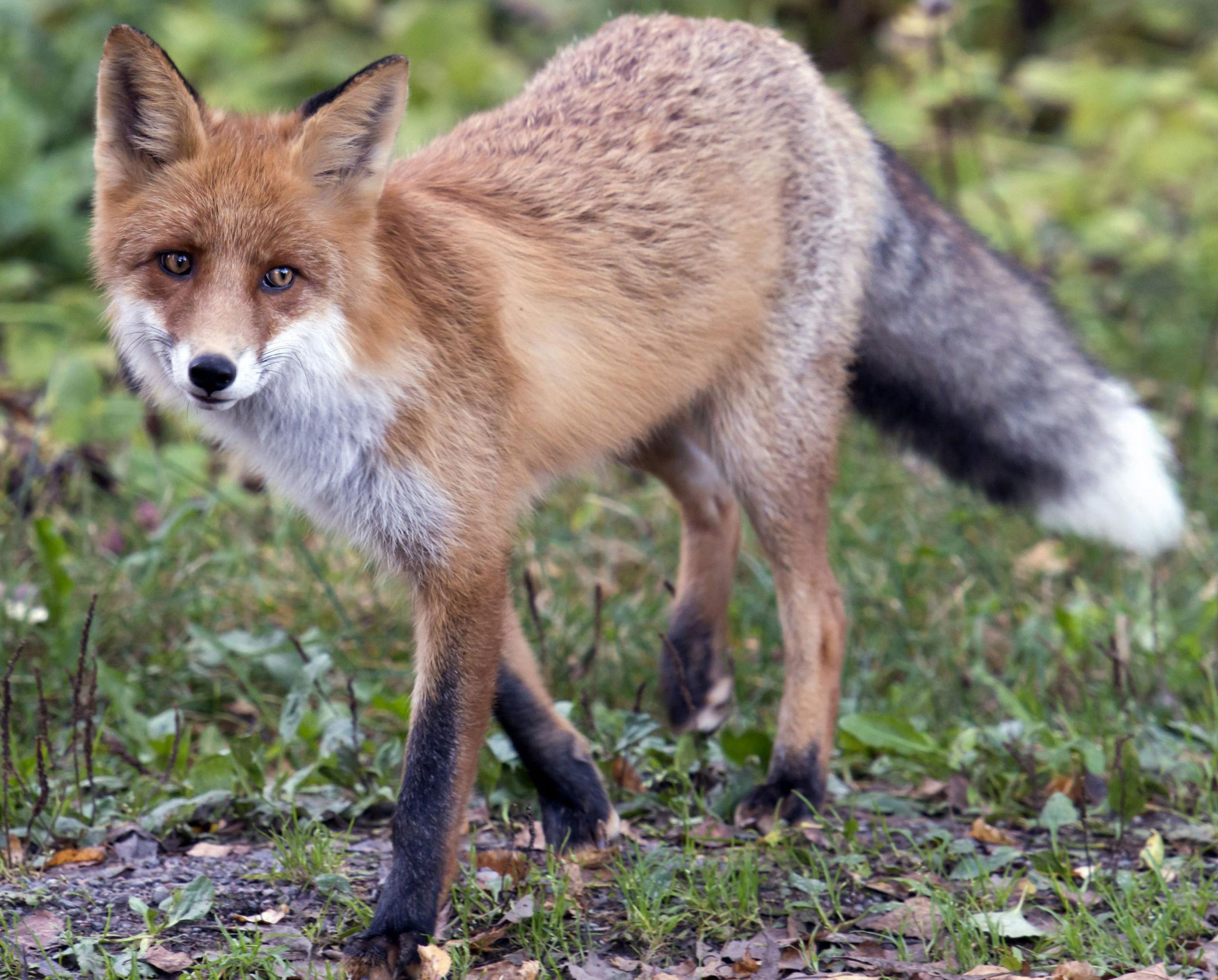 Foxes are due to be killed in Clissold Park but experts warn that it will not fix the problem