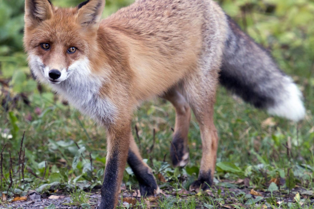 Fox cull planned by council for first time in 30 years | The ...