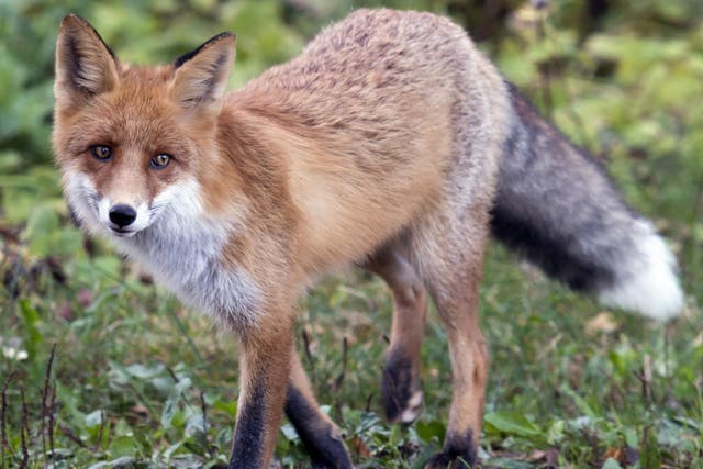 Foxes are due to be killed in Clissold Park but experts warn that it will not fix the problem