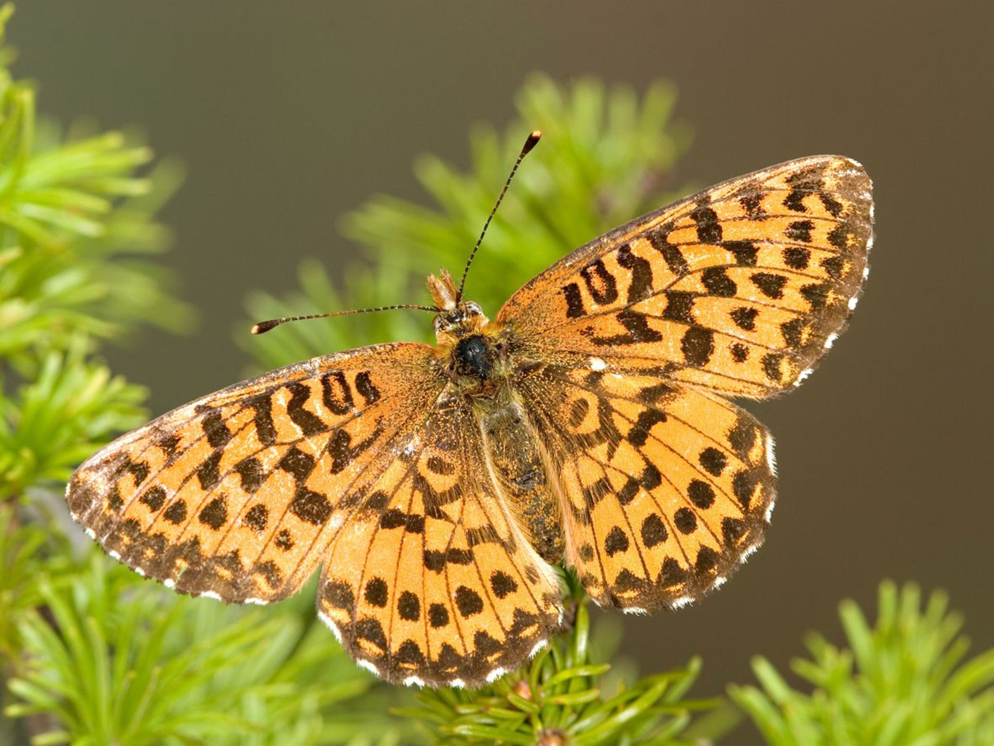 Arctic fritillaries are one of two species whose wings have shrunk as temperatures rise