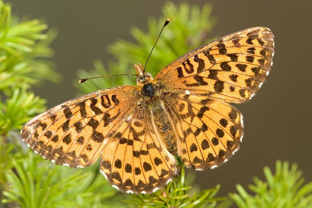 Arctic fritillaries are one of two species whose wings have shrunk as temperatures rise