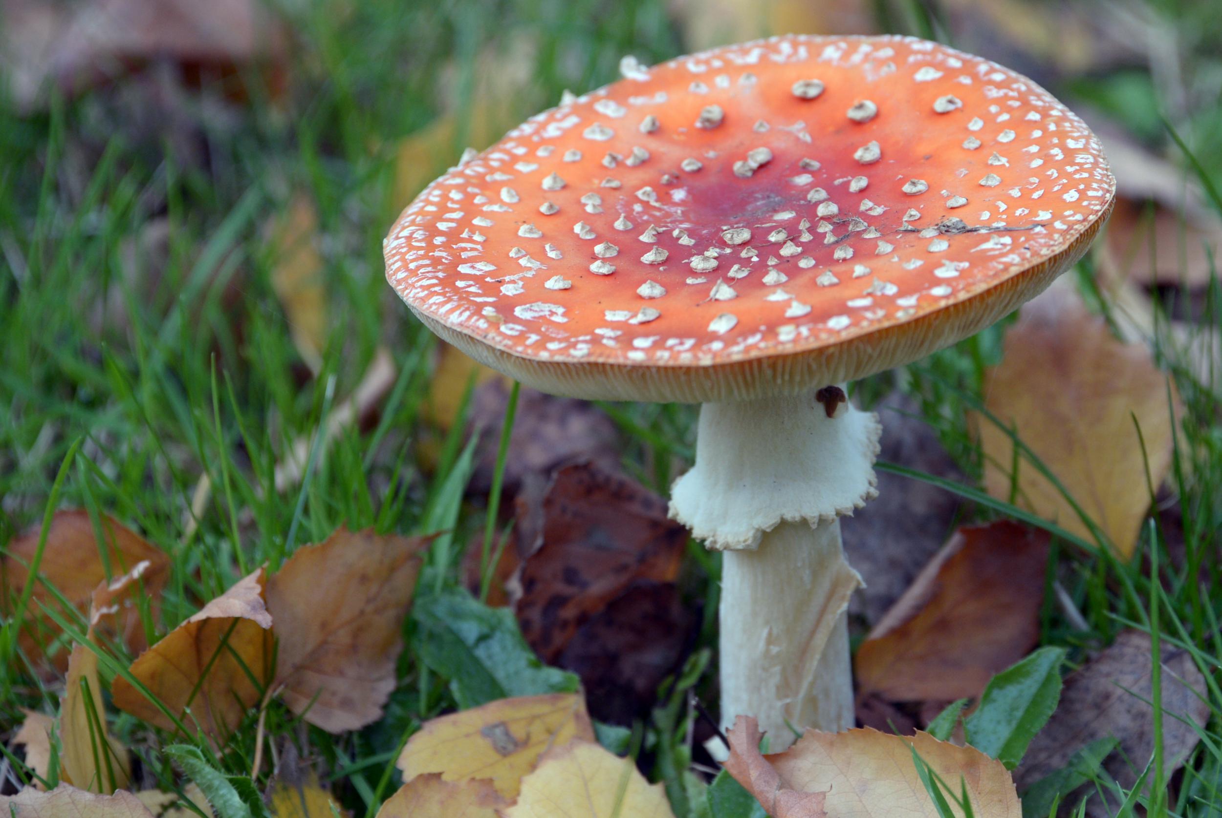 The notorious fly agaric mushroom, which is not known for instantly causing women to orgasm