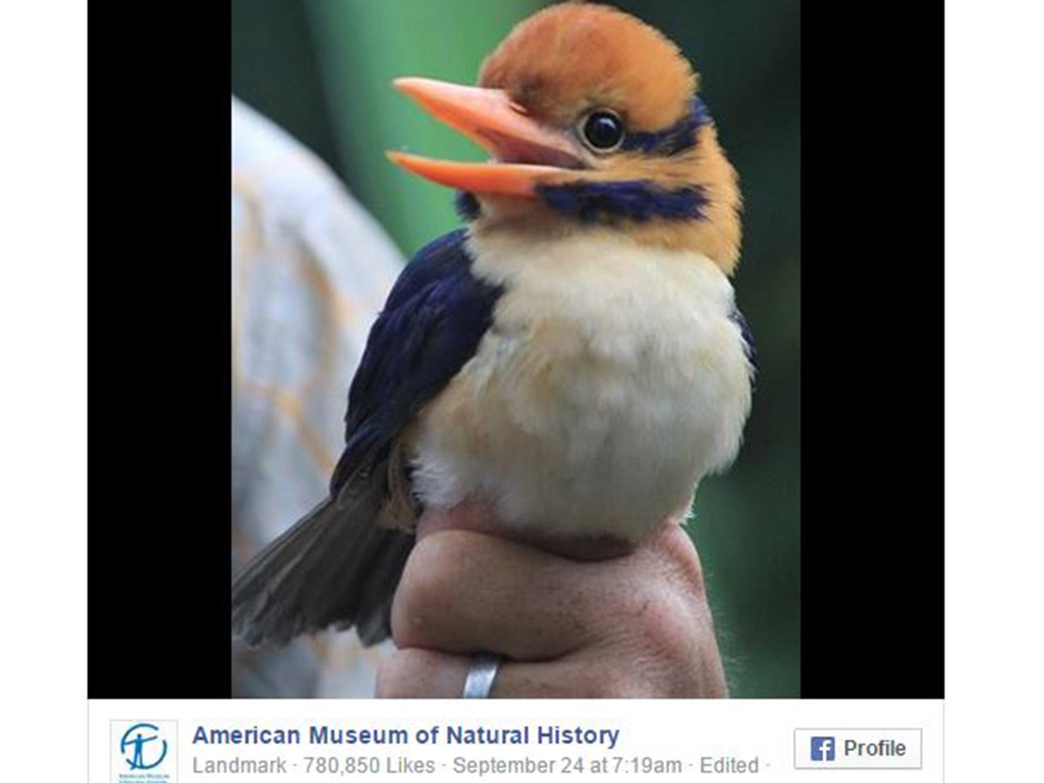 The American Museum of Natural History put this on its Facebook page, saying: "You are looking at the first-ever photos of a male moustached kingfisher! Chris Filardi is director of Pacific Programs at the Museum’s Center for Biodiversity and Conservation. This month, he’s blogging from the remote highlands of Guadalcanal in the Solomon Islands, where he is surveying endemic biodiversity and working with local partners to create a protected area."