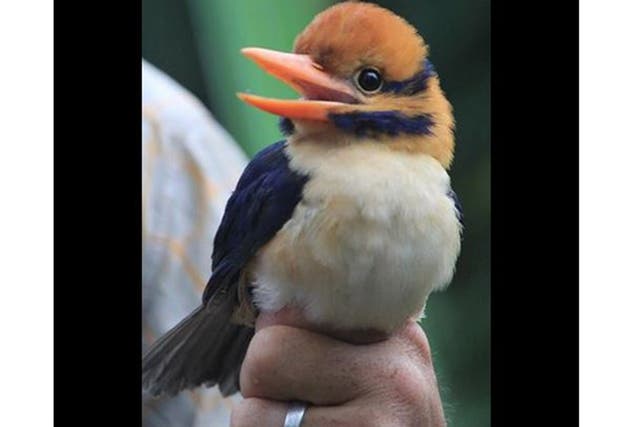 The American Museum of Natural History put this on its Facebook page, saying: "You are looking at the first-ever photos of a male moustached kingfisher! Chris Filardi is director of Pacific Programs at the Museum’s Center for Biodiversity and Conservation. This month, he’s blogging from the remote highlands of Guadalcanal in the Solomon Islands, where he is surveying endemic biodiversity and working with local partners to create a protected area."