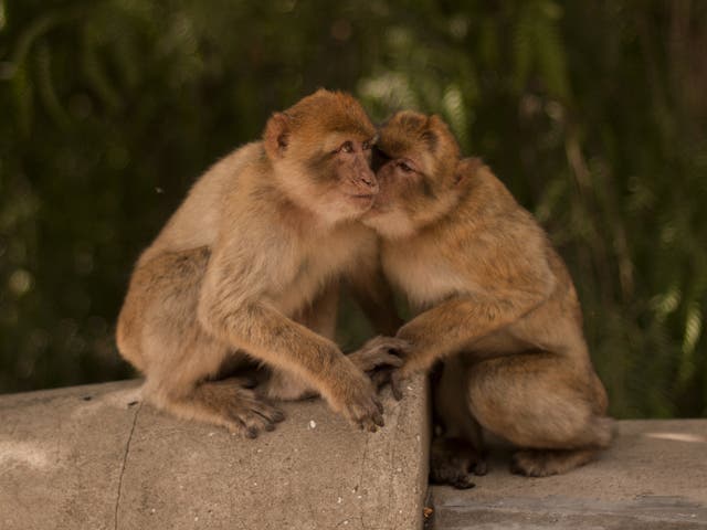 Macaque monkeys in Gibraltar