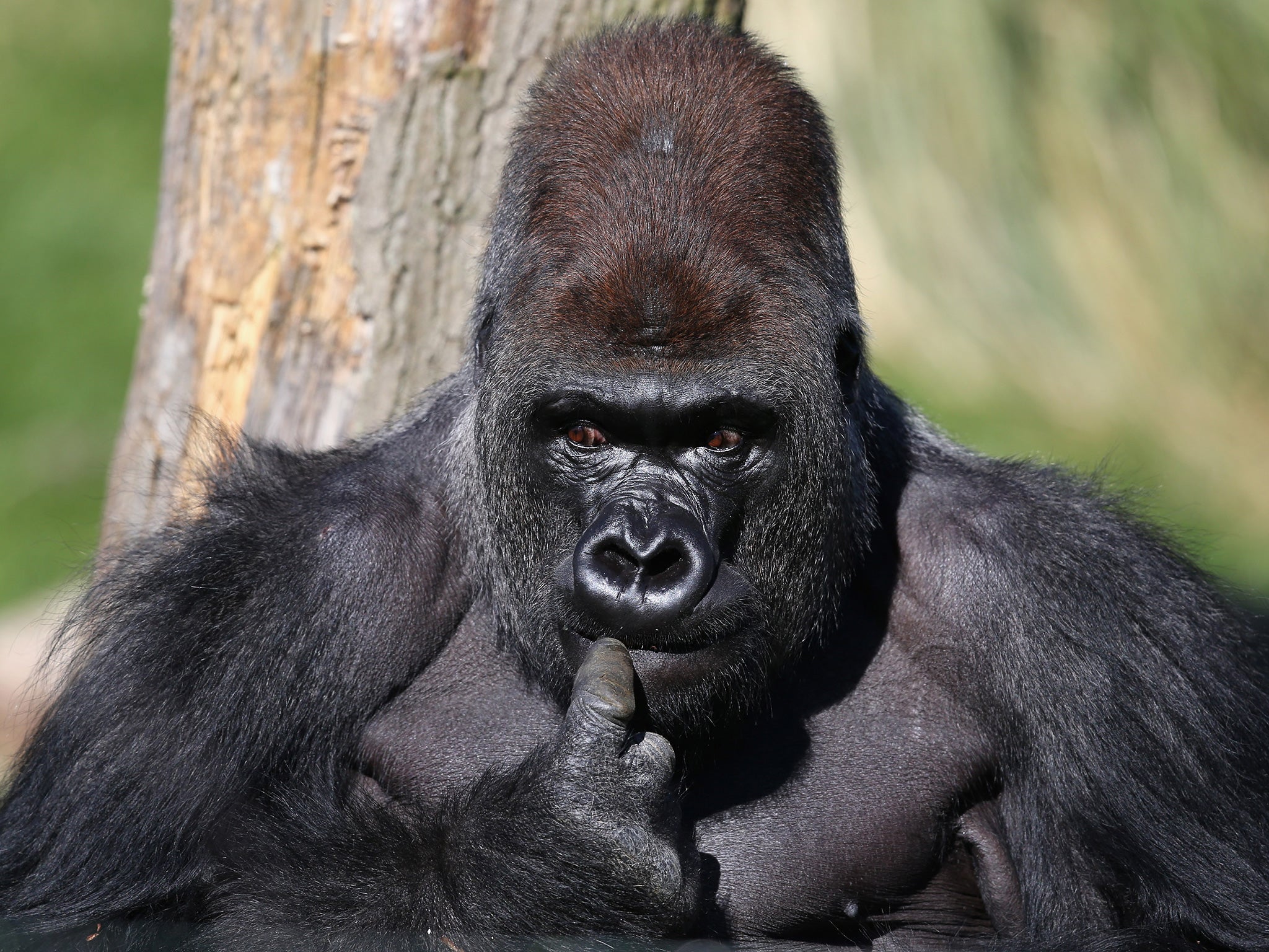 Gorillas and other animals can 'let down their guard' when they spend time around humans