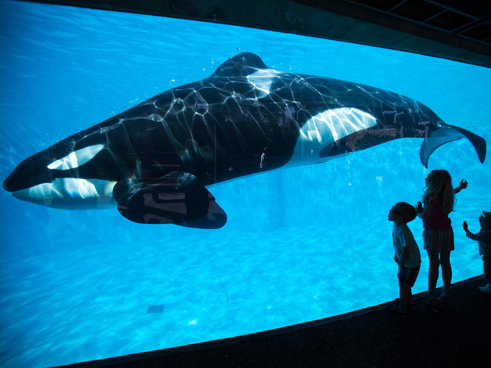 Children get a close-up view of an orca SeaWorld in San Diego, California in 2014.