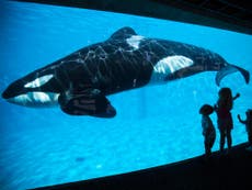 SeaWorld banned from breeding captive orcas