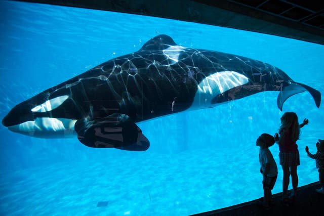 Children get a close-up view of an orca SeaWorld in San Diego, California in 2014.
