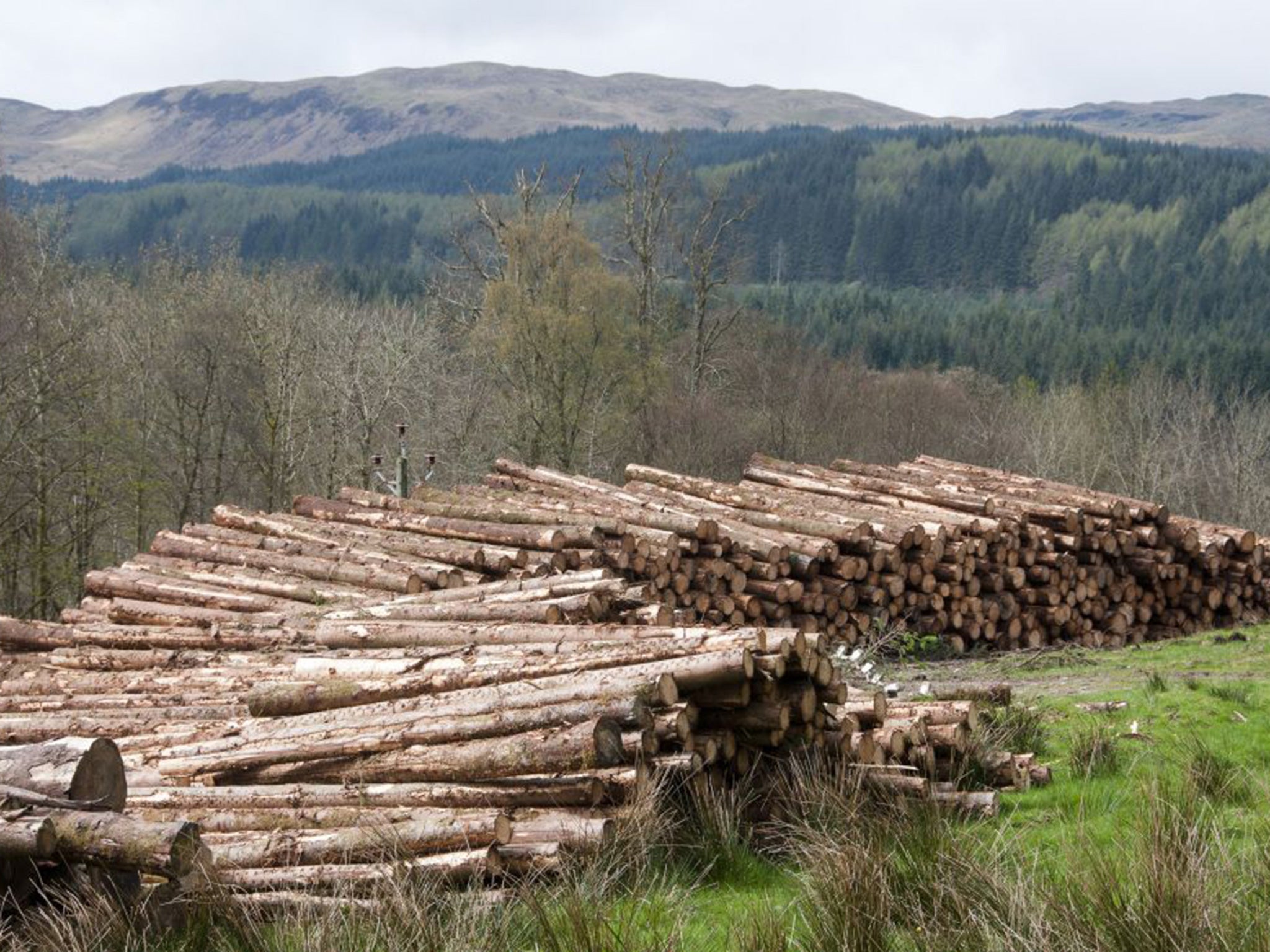 Conifer timber near Inveraray Castle in Argyll and Bute. Last year’s production in the UK was a third higher than in 2008