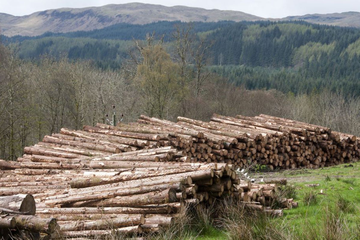Timber production soars as industry reaps benefits of 1960s tree ...