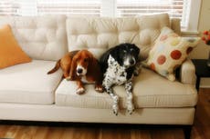 Demand for dog-friendly flats in London soars