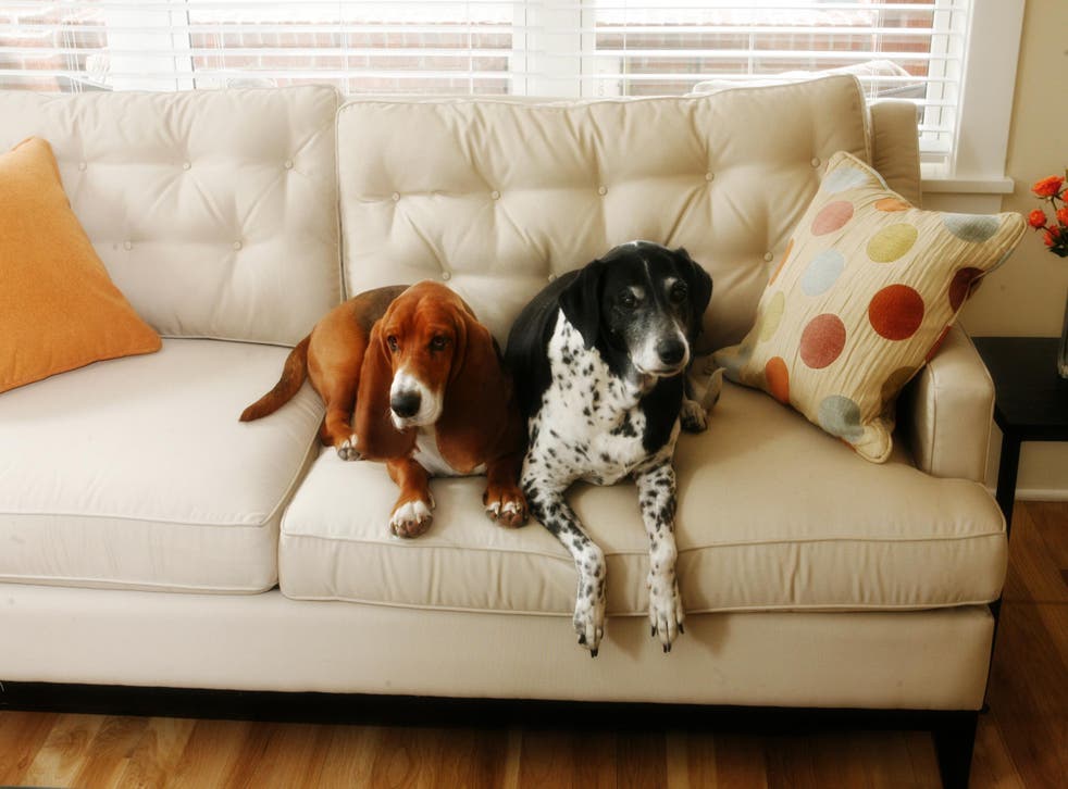 This year, 30 per cent of prospective tenants have been dog-owners