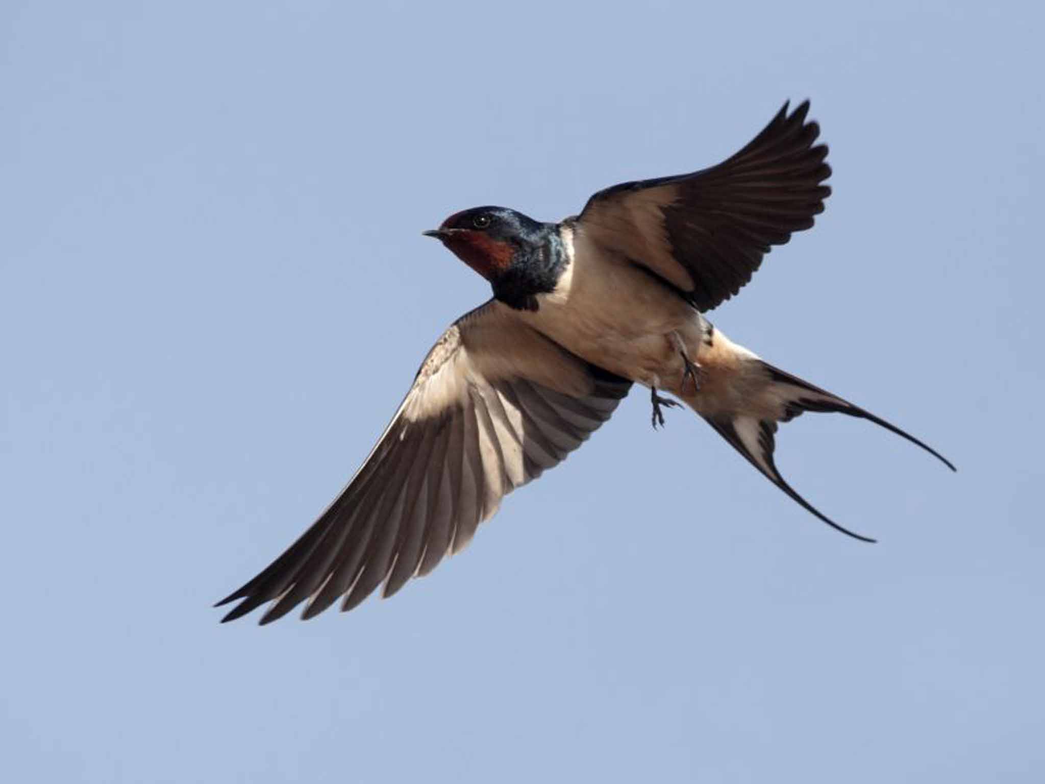 &#13;
Swallow on the wing&#13;