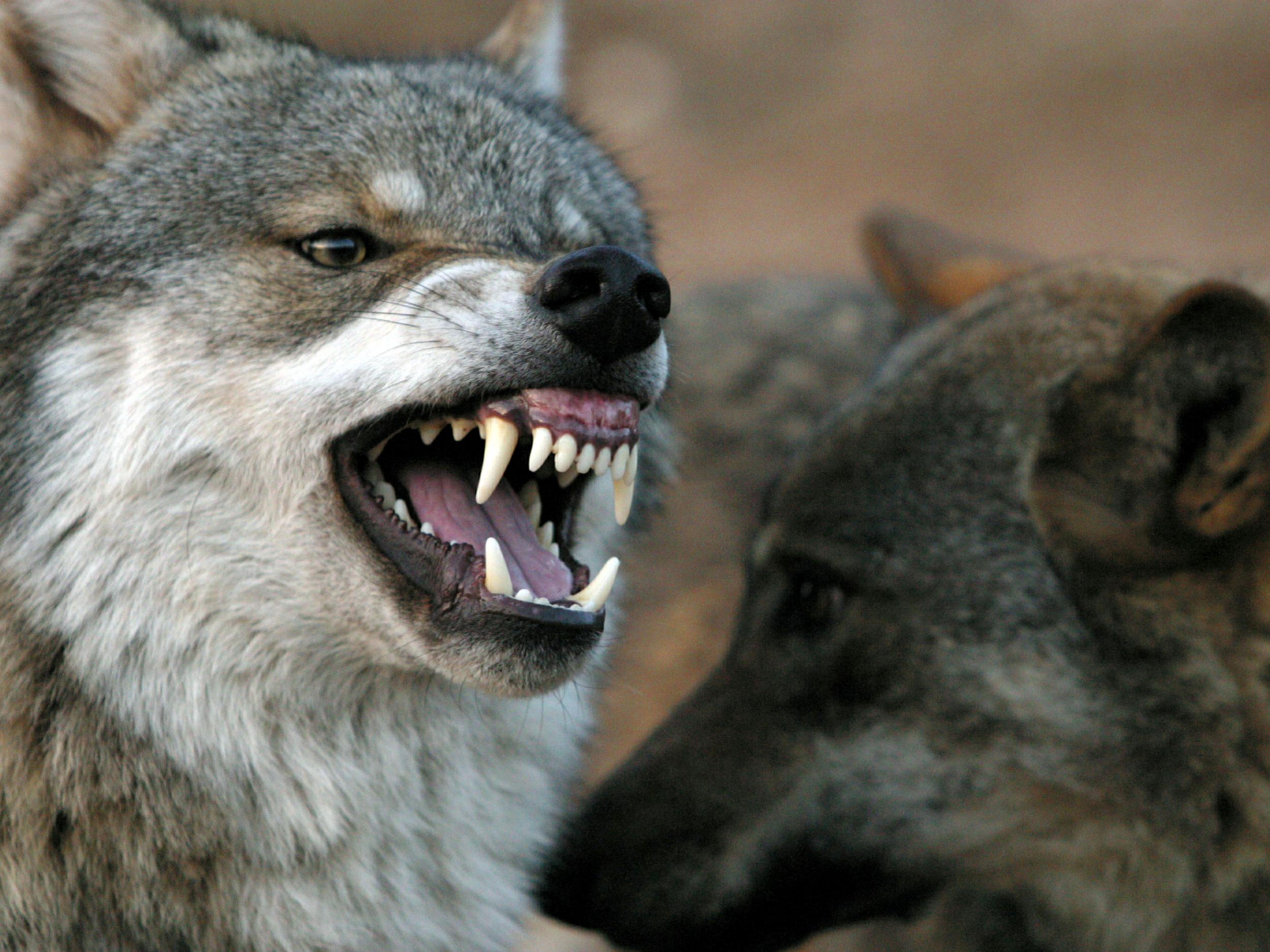 A wolf snarls at another wolf in Lobopark in Antequera, southern Spain December 26, 2004