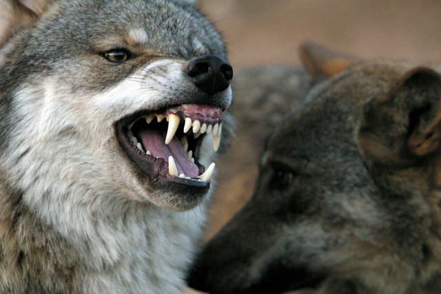 A wolf snarls at another wolf in Lobopark in Antequera, southern Spain December 26, 2004