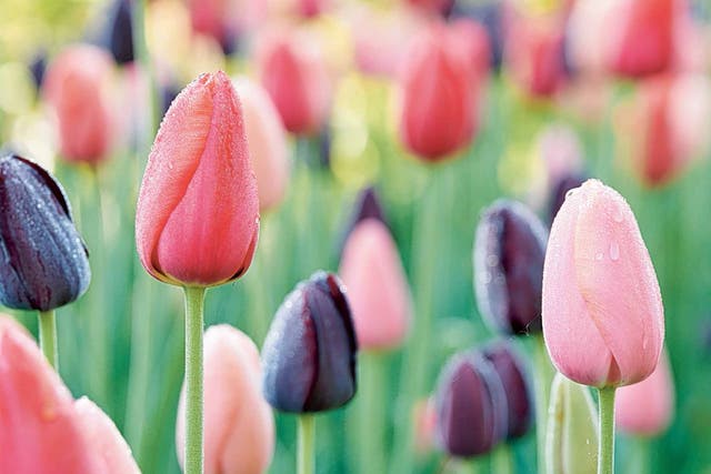 'Menton' tulips: between 1750 and 1850, most major north of England towns had a tulip society