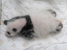 Giant panda gives birth to twin cubs at Toronto Zoo