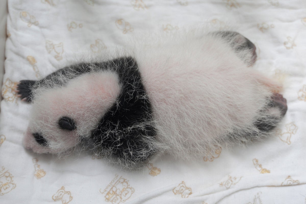 Giant panda gives birth to twin cubs at Toronto Zoo | The Independent ...