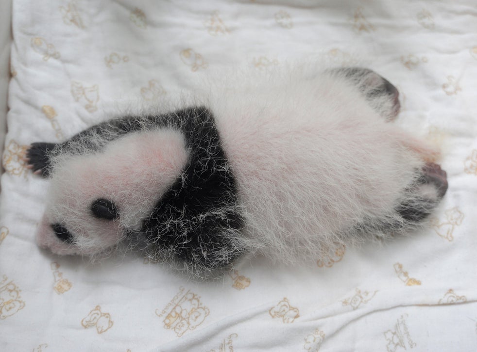 Giant panda gives birth to twin cubs at Toronto Zoo | The Independent