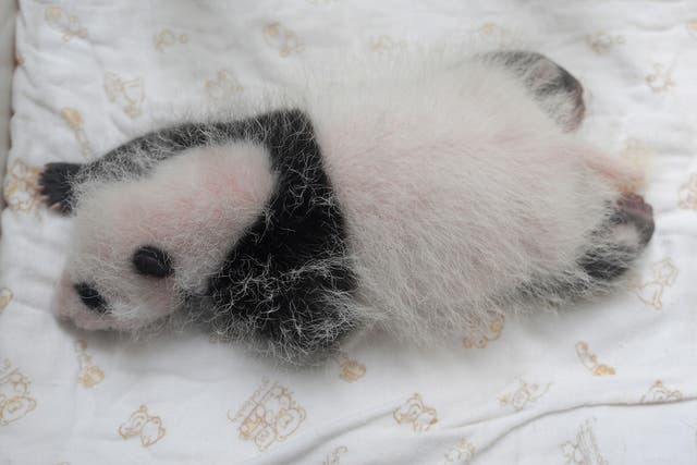A newborn panda cub is born in the Sichuan Province of China