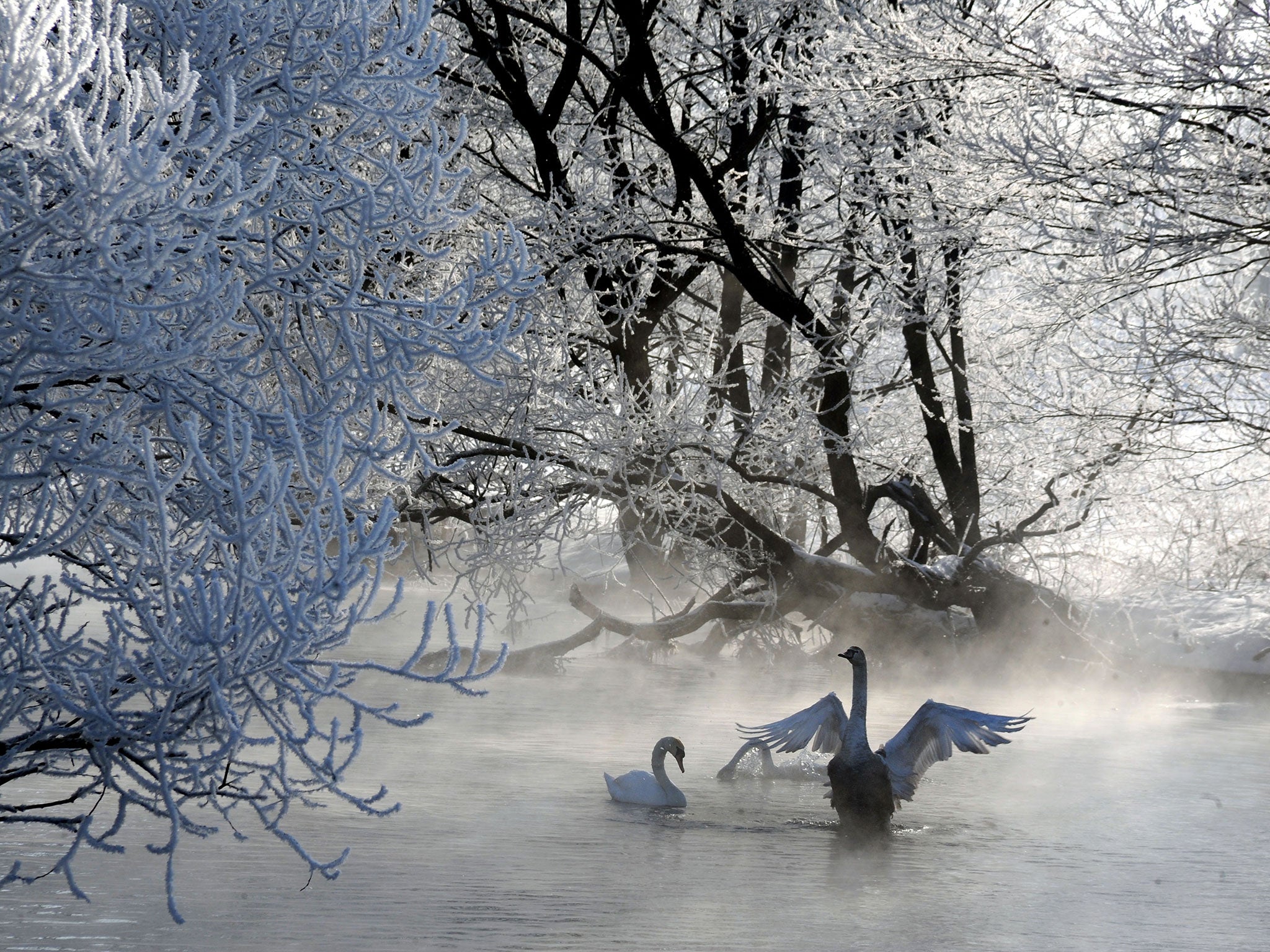 Swans swim in a lake