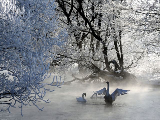 Swans swim in a lake 