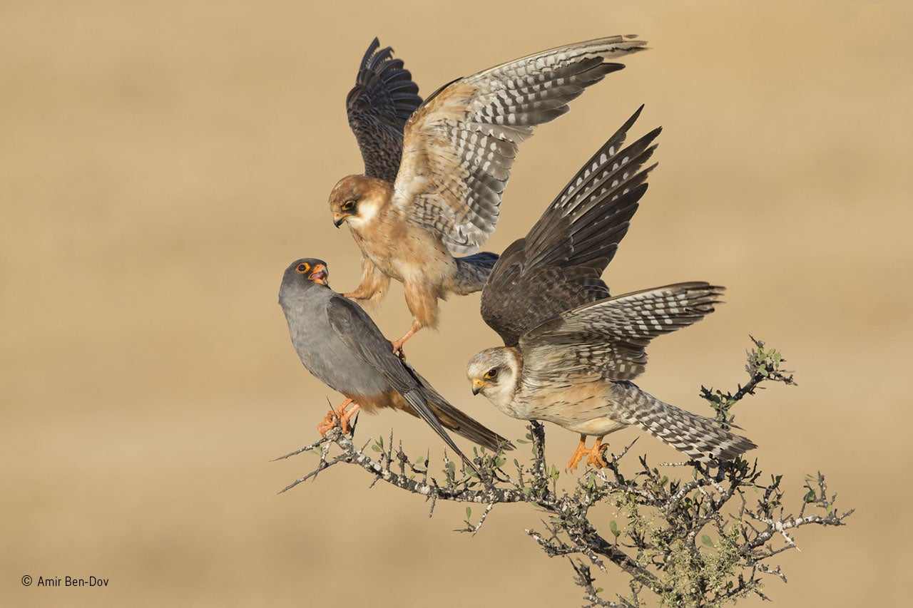 'The Company of Three' by Amir Ben-Dov wins the Birds category