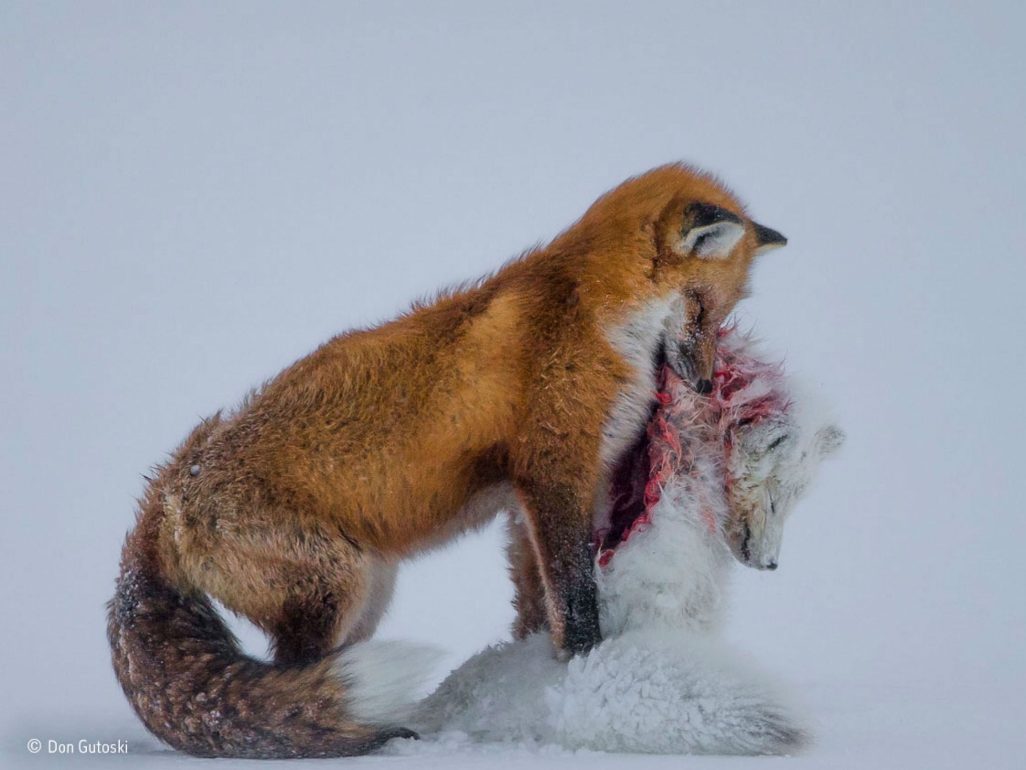Don Gutoski wins Wildlife Photographer of the Year with 'A Tale of Two Foxes'