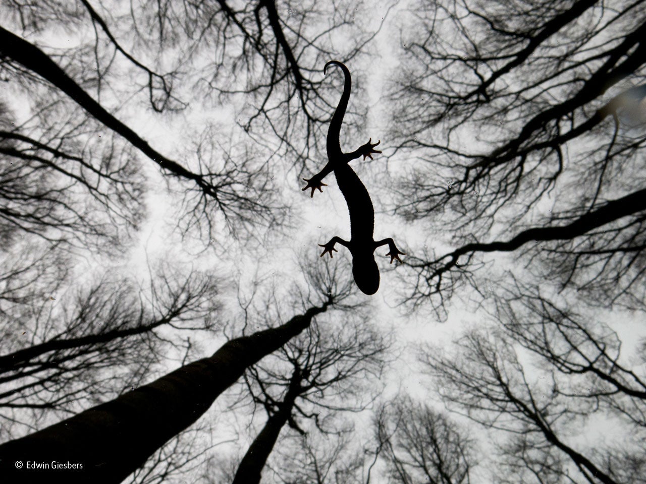 'Still Life' by Edwin Giesbers wins the Amphibians and Reptiles category