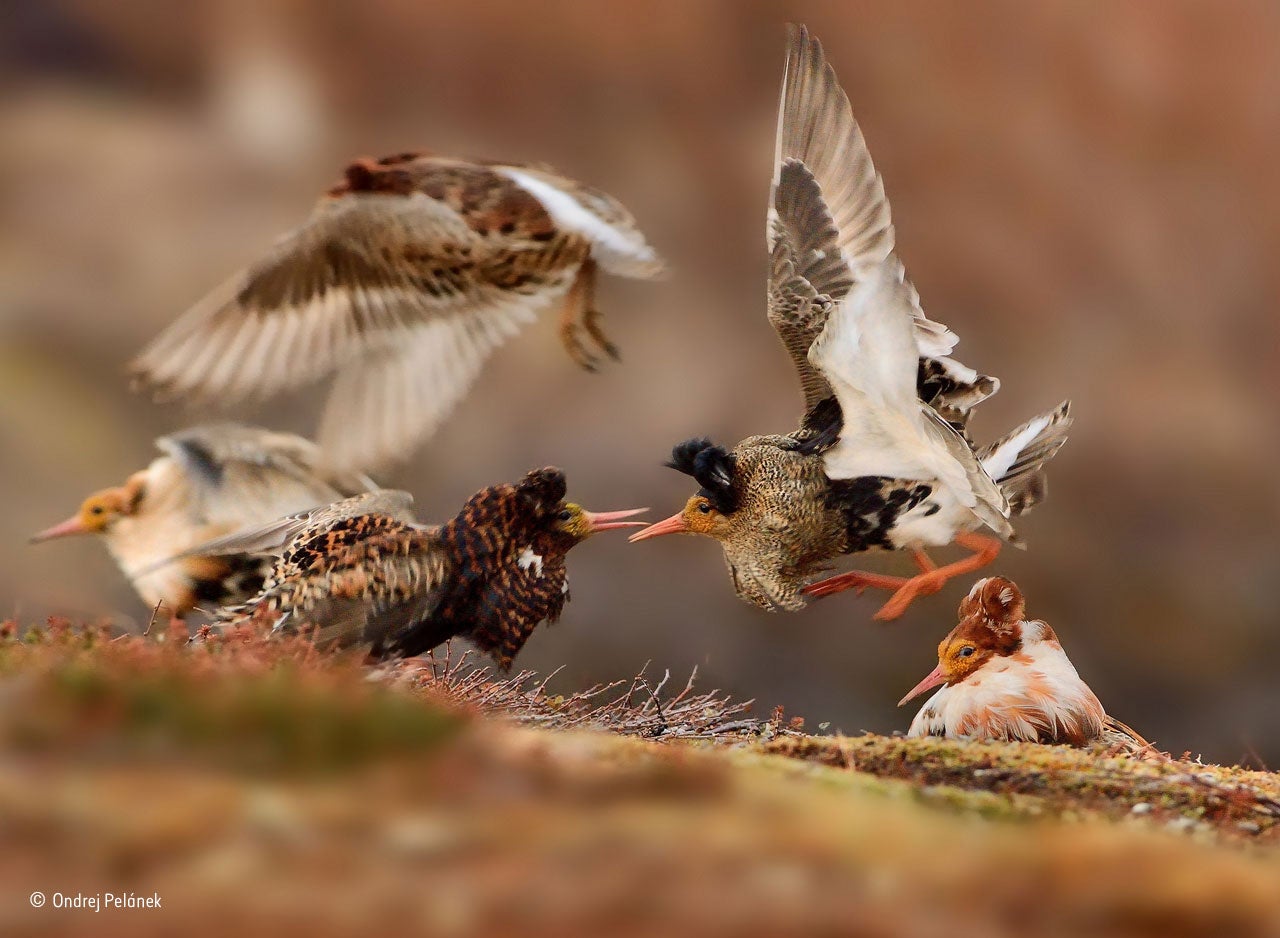 &#13;
'Ruffs on Display' by Ondrej Pelánek&#13;