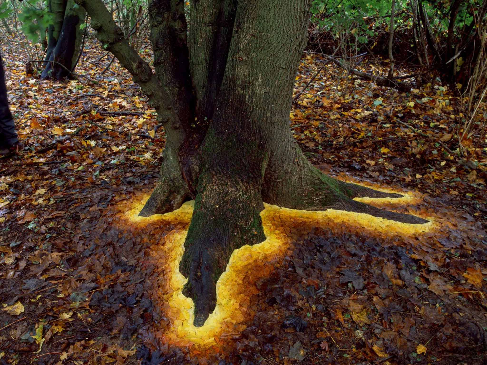 Sycamore leaves edging the roots of a sycamore tree, Hampshire, 1 November 2013