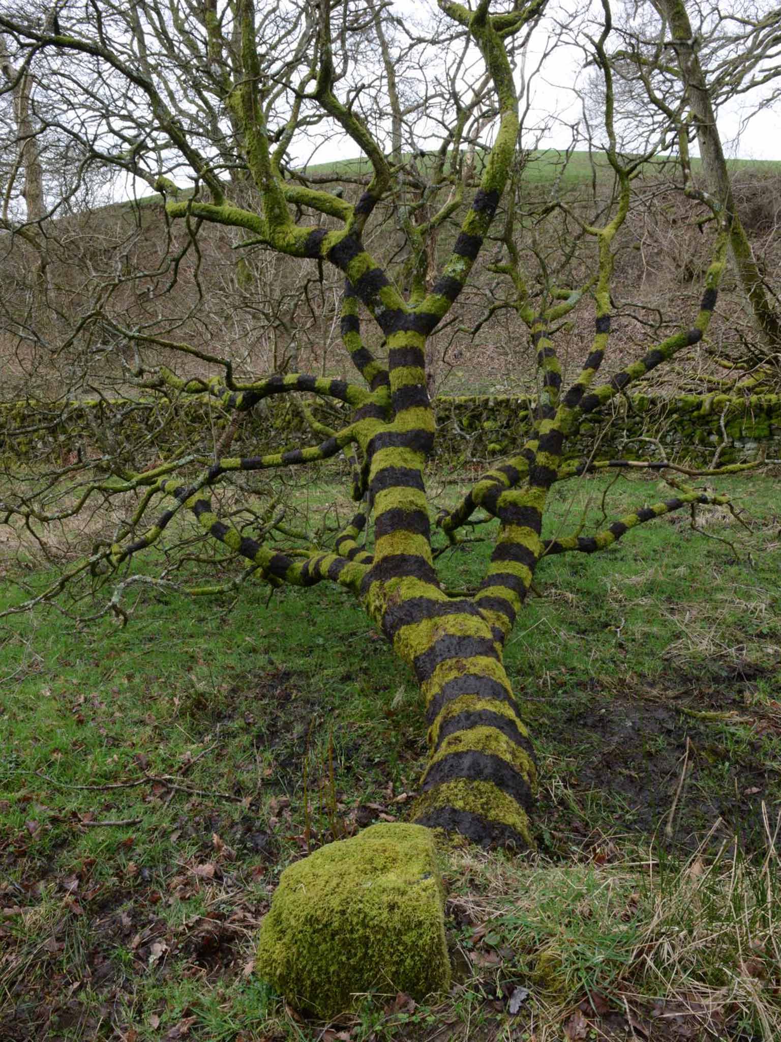 Tree painted with black mud, Dumfriesshire, 21 March 2014