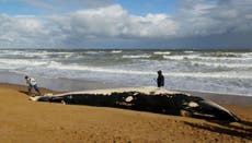 Dead 36ft-long whale washes up on Kent beach