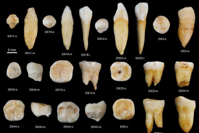 Fossil teeth found in China