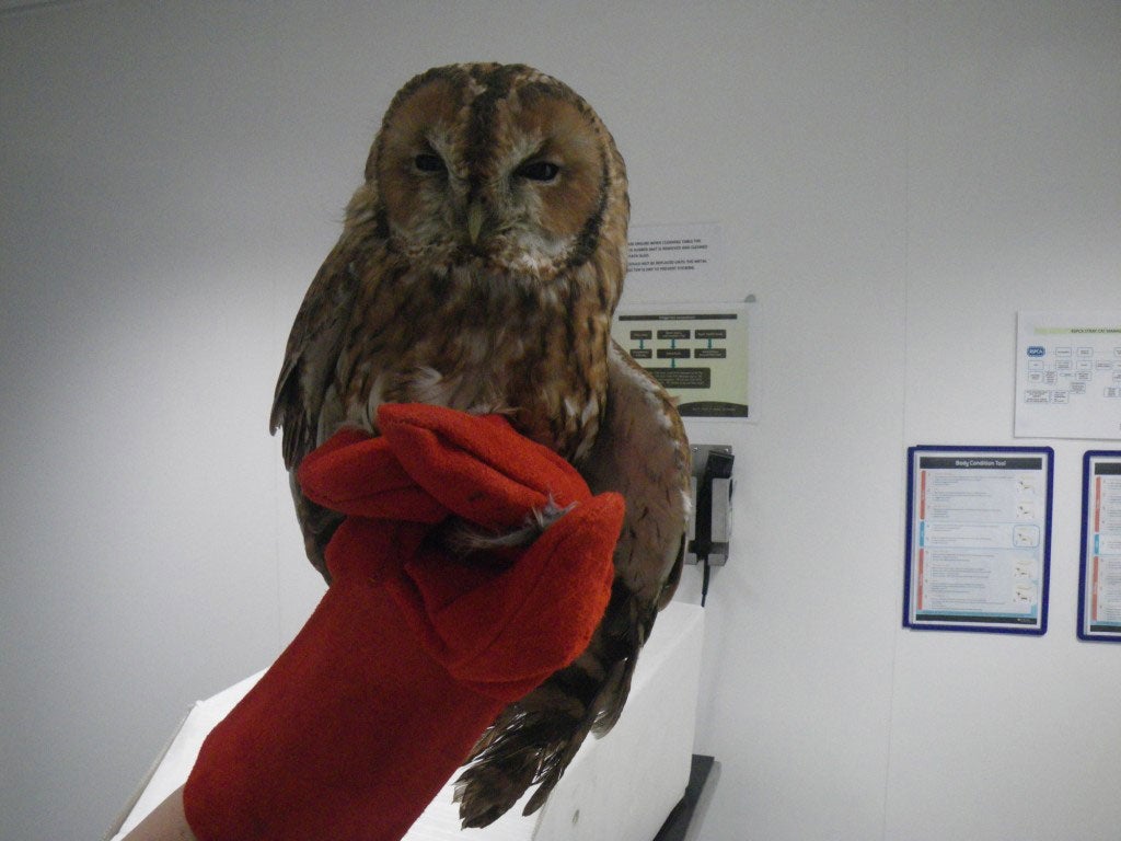 The owl is under observation at Stapeley Grange Wildlife Centre, Cheshire RSPCA