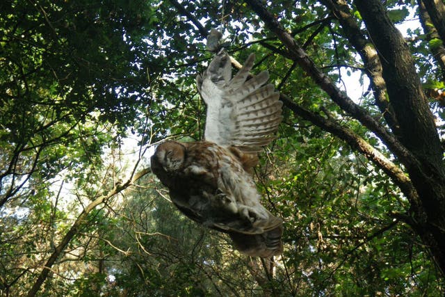 The owl was tied to the branch by a piece of yellow string
