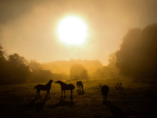 The picturesque 146-hectare Pollok Country Park in the south is one of the city's hidden treasures