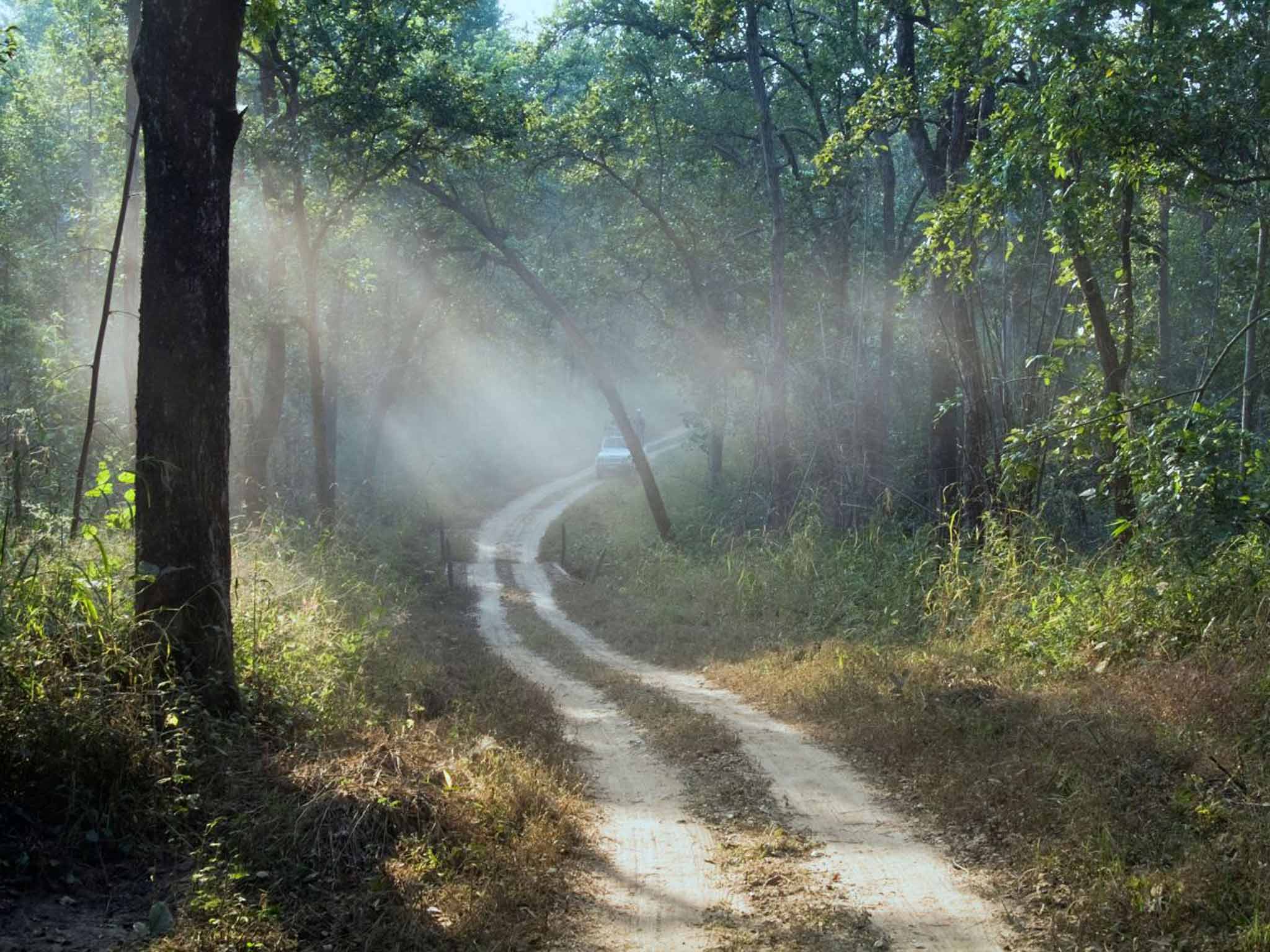 Forest road through Madya Pradesh