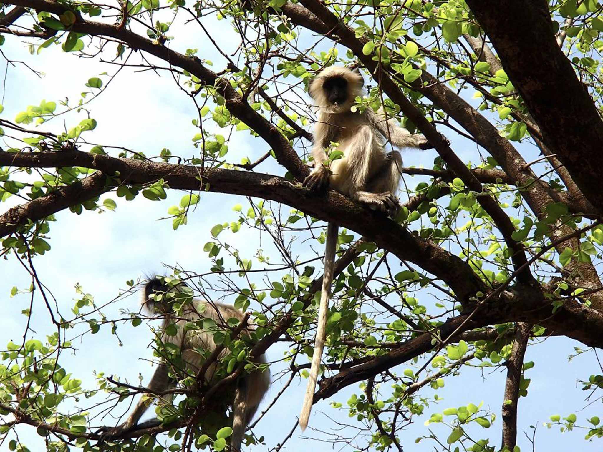 Langur monkeys