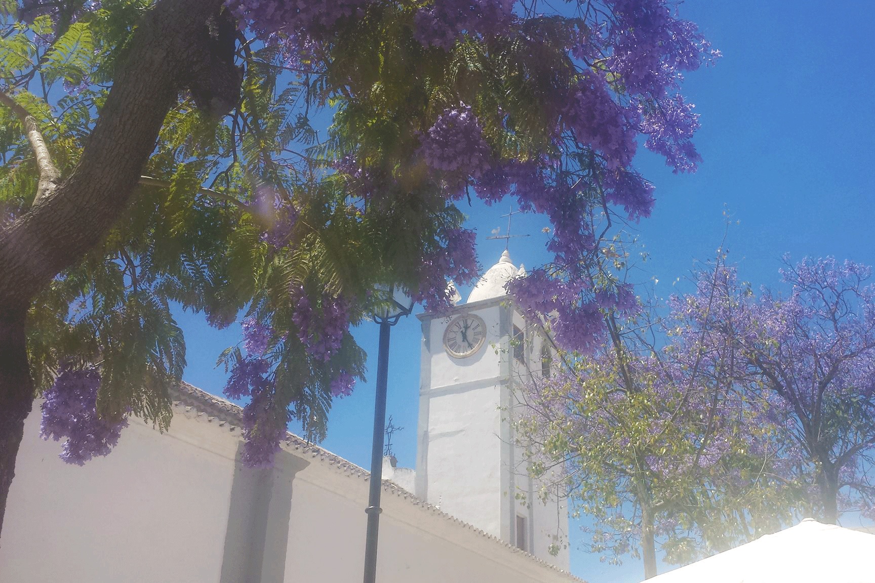 Jacaranda trees in Moncarapacho's main square
