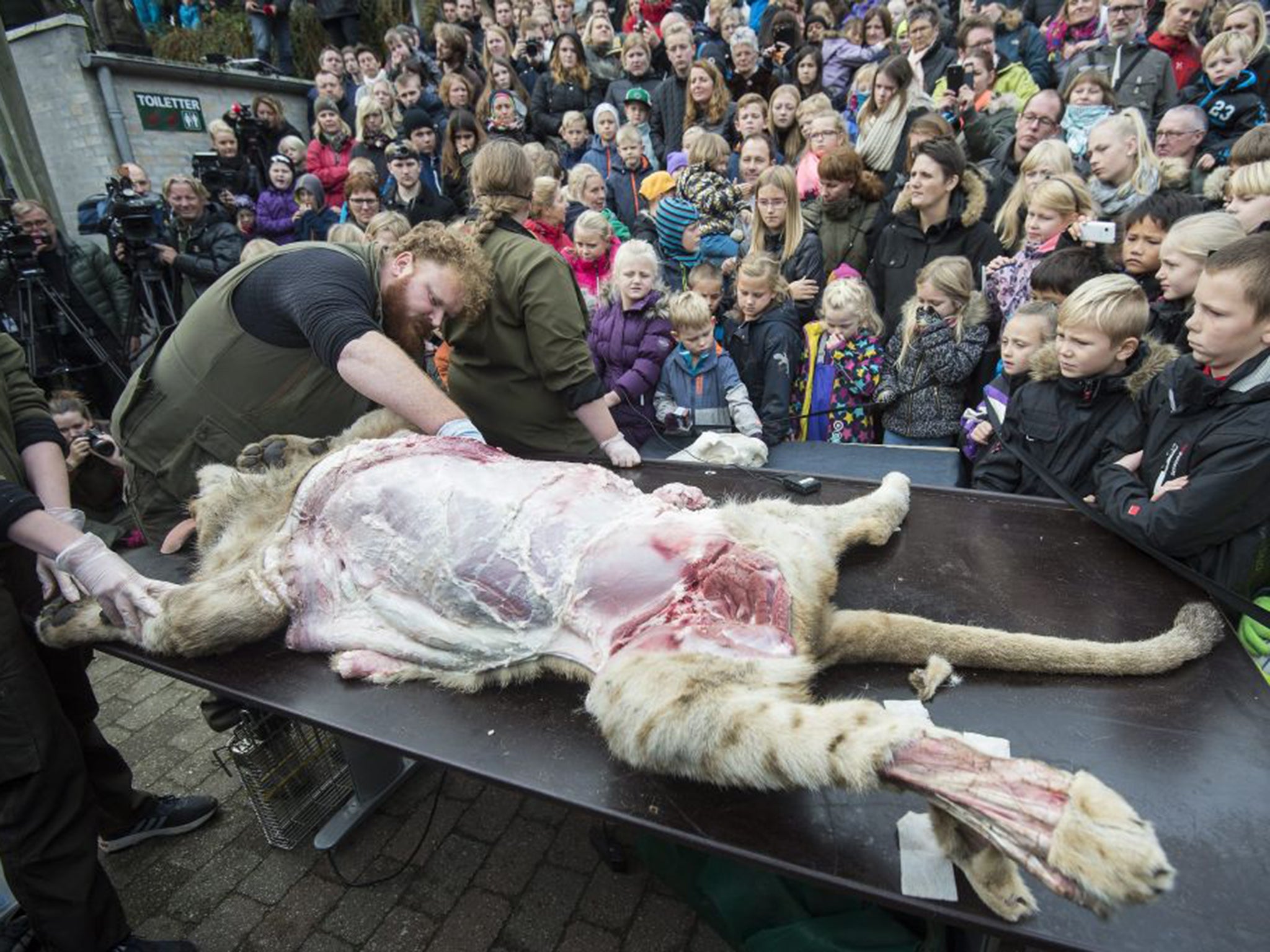 Staff at Odense Zoo dissected the lion in front of a live audience as well as streaming it online