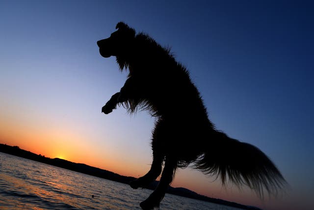 A dog jumps after a swim in Lake Forggensee near Schwangau, southern Germany