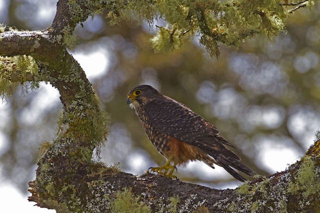 Falcons in New Zealand are listed as threatened species