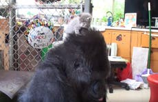 Koko, the world's smartest gorilla, has adopted a kitten